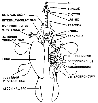 Internal Chicken Anatomy